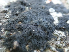 Pseudephebe pubescens