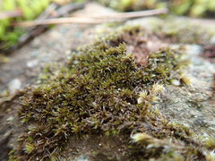 Campylopus atrovirens