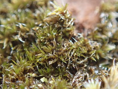 Campylopus atrovirens