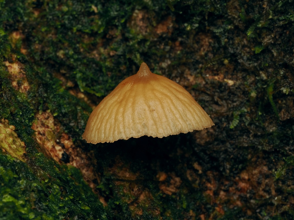 Galerina velutipes · November 2025 · photo: © alan_rockefeller (iNaturalist, cc-by-sa)