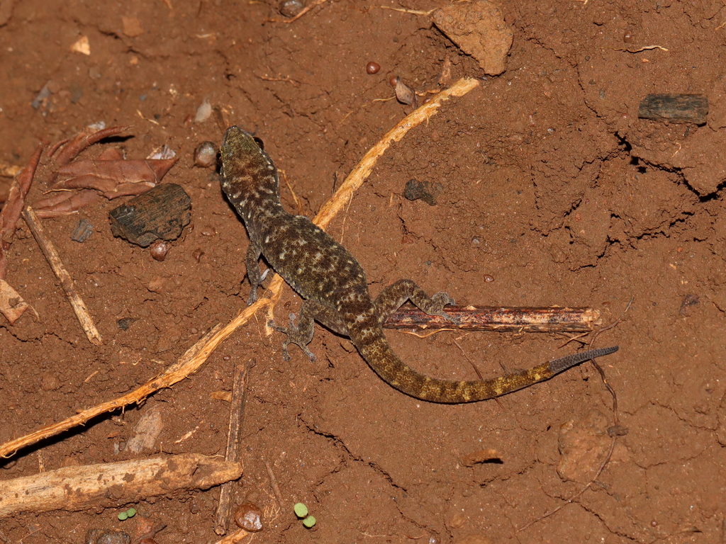 Yellow-tailed Leaf-toed Gecko