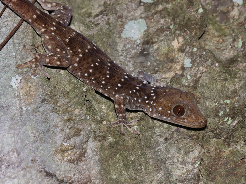 Nutaphand's Red-eyed Gecko, Gekko nutaphandi