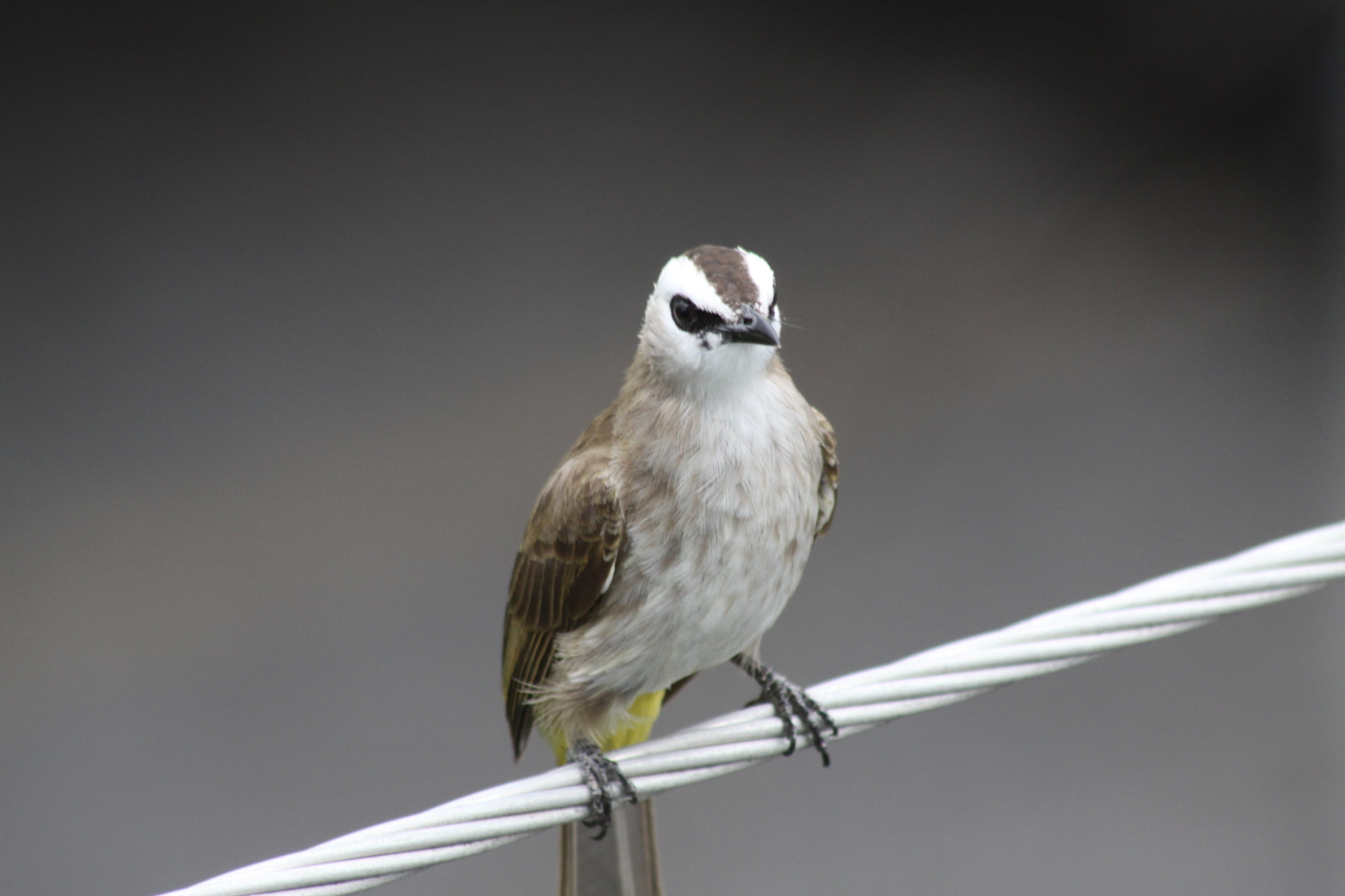 Yellow-vented Bulbul