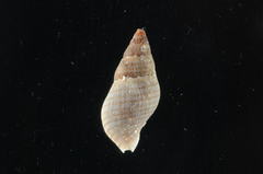 Buccinulum littorinoides