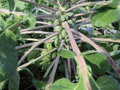 Brassica oleracea gemmifera