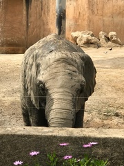 Elephantidae