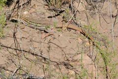 Aspidoscelis stictogrammus