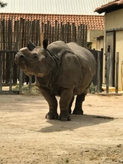 Rhinocerotidae