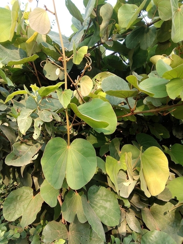 Phanera vahlii