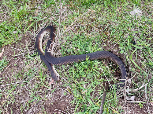 Lowlands Copperhead sighting
