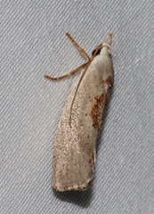 Tymbophora peltastis