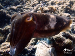 Sepia latimanus