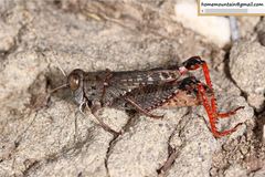 Calliptamus abbreviatus