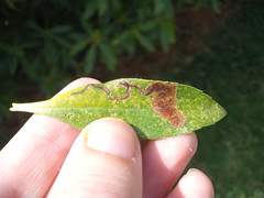 Liriomyza citreifemorata