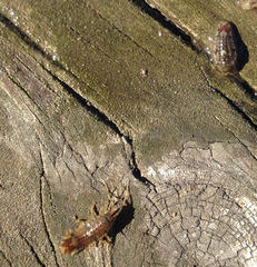Synidotea laticauda