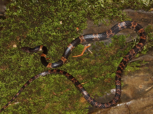 Banded Wolf Snake