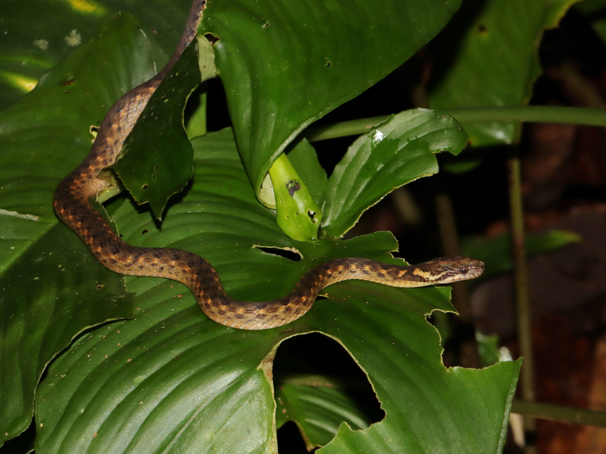 Karenland Keelback photo 3