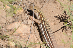 Aspidoscelis stictogrammus