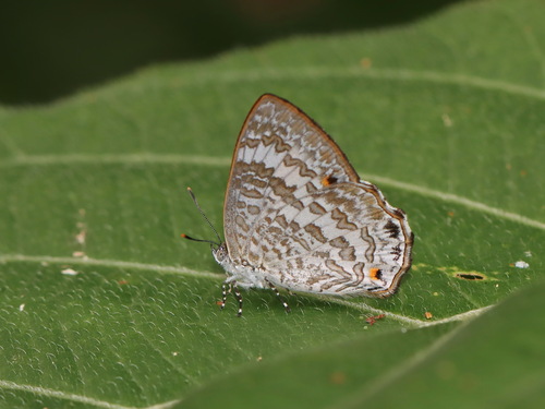 Poritia hewitsoni Moore, 1865