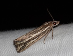 Rhynchopsota delogramma