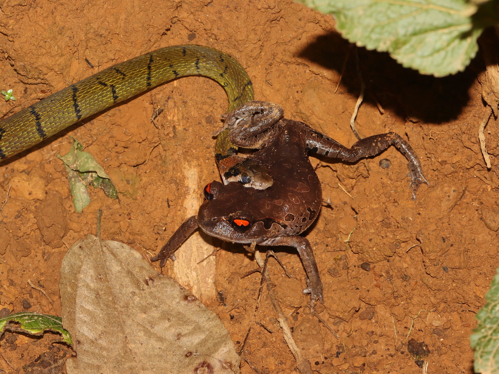 Black-banded Keelback