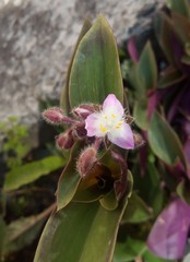 Tradescantia cerinthoides
