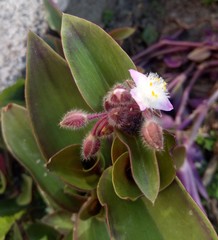 Tradescantia cerinthoides