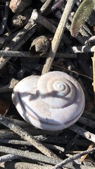 Cahuillus indioensis