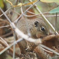 Heliosciurus gambianus