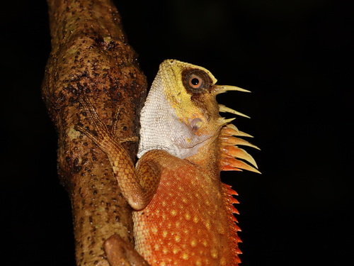 orange crested horned lizard, Acanthosaura aurantiacrista