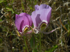 Calochortus nitidus