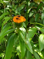 Lycoseris triplinervia