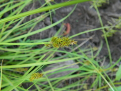 Carex arcta