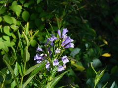 Penstemon venustus