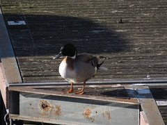 Anas platyrhynchos × acuta