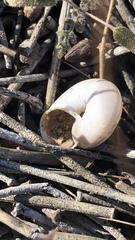 Cahuillus indioensis