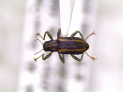 Stenelmis