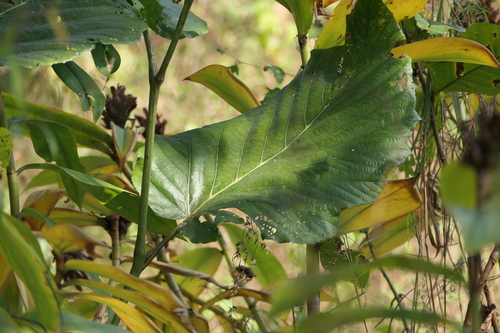 Leea macrophylla, photograph 3