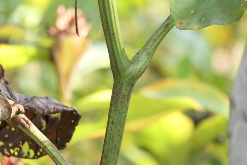 Leea macrophylla, photograph 4