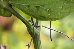 Leea macrophylla, photograph (c) Dinesh Valke, some rights reserved (CC BY-SA)