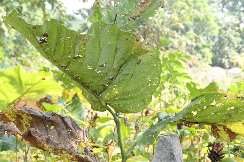 Leea macrophylla