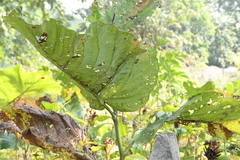 Leea macrophylla