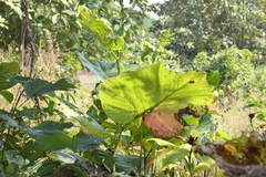 Leea macrophylla, photograph (c) Dinesh Valke, some rights reserved (CC BY-SA)