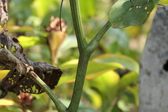 Leea macrophylla, photograph (c) Dinesh Valke, some rights reserved (CC BY-SA)