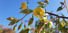 Dipterocarpaceae