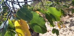 Dipterocarpaceae