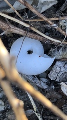 Cahuillus indioensis