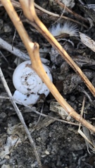 Cahuillus indioensis