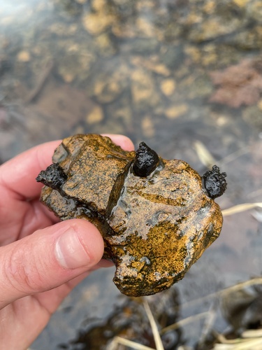 Leptoxis carinata observed 2025-11-21