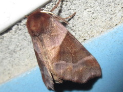 Gonoclostera timoniorum